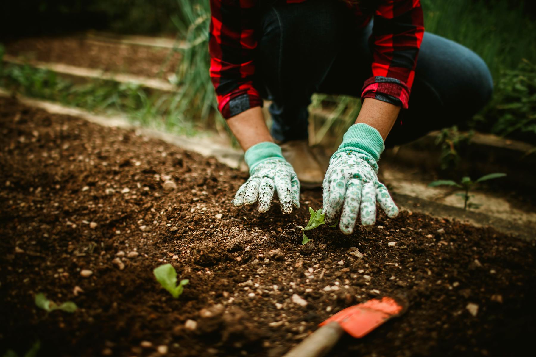 Gloved hands planting seedlings into a garden bed