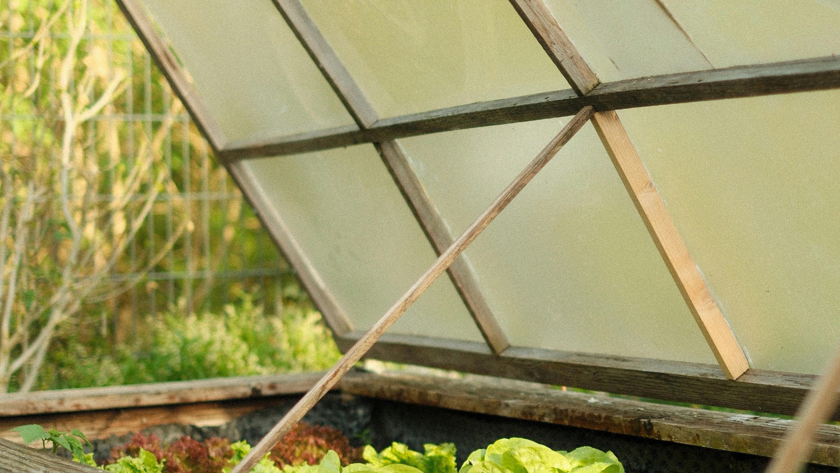 Small raised bed with leafy greens under a simple season-extension cover