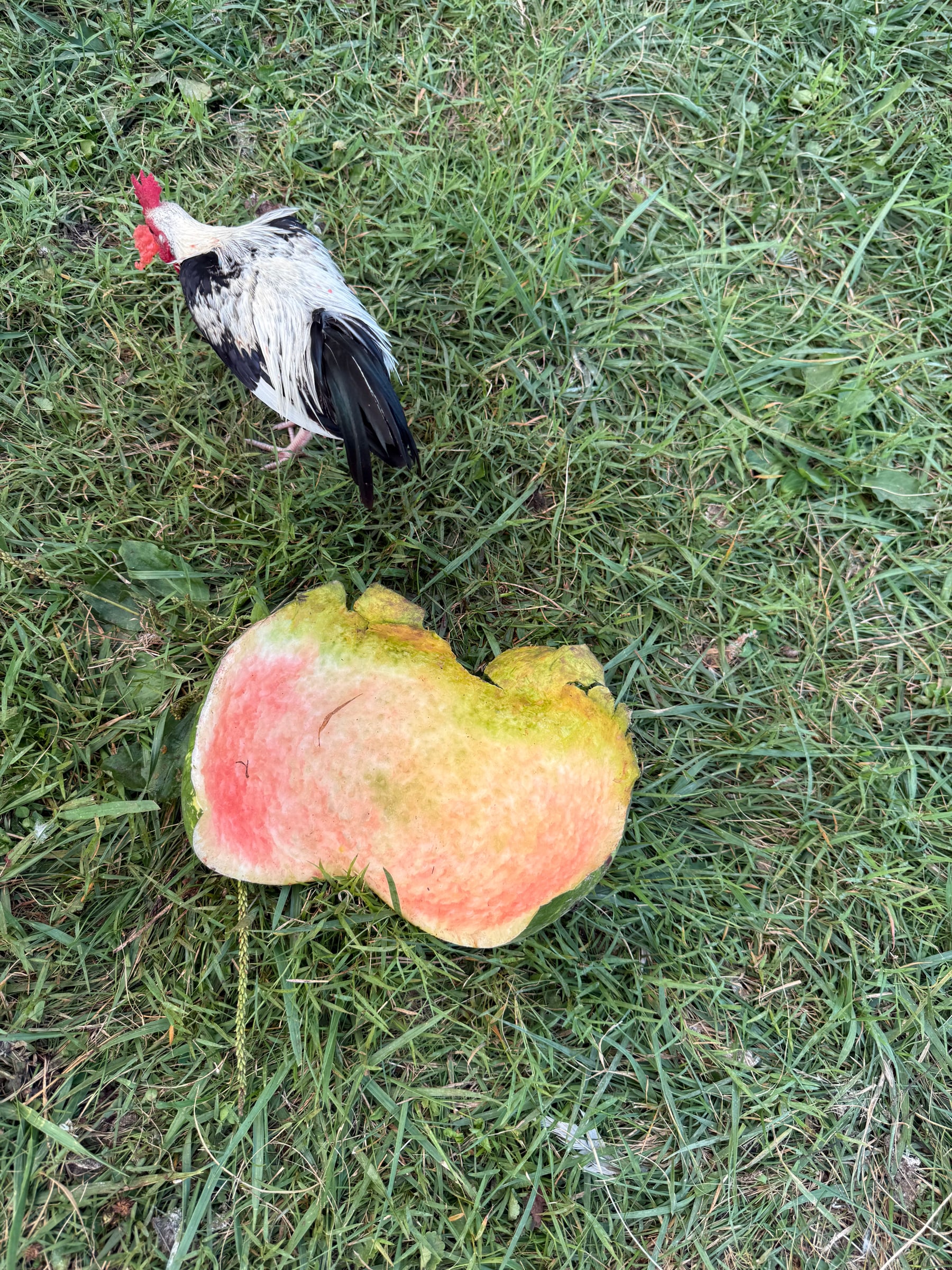 A chicken standing near a watermelon rind treat in the grass