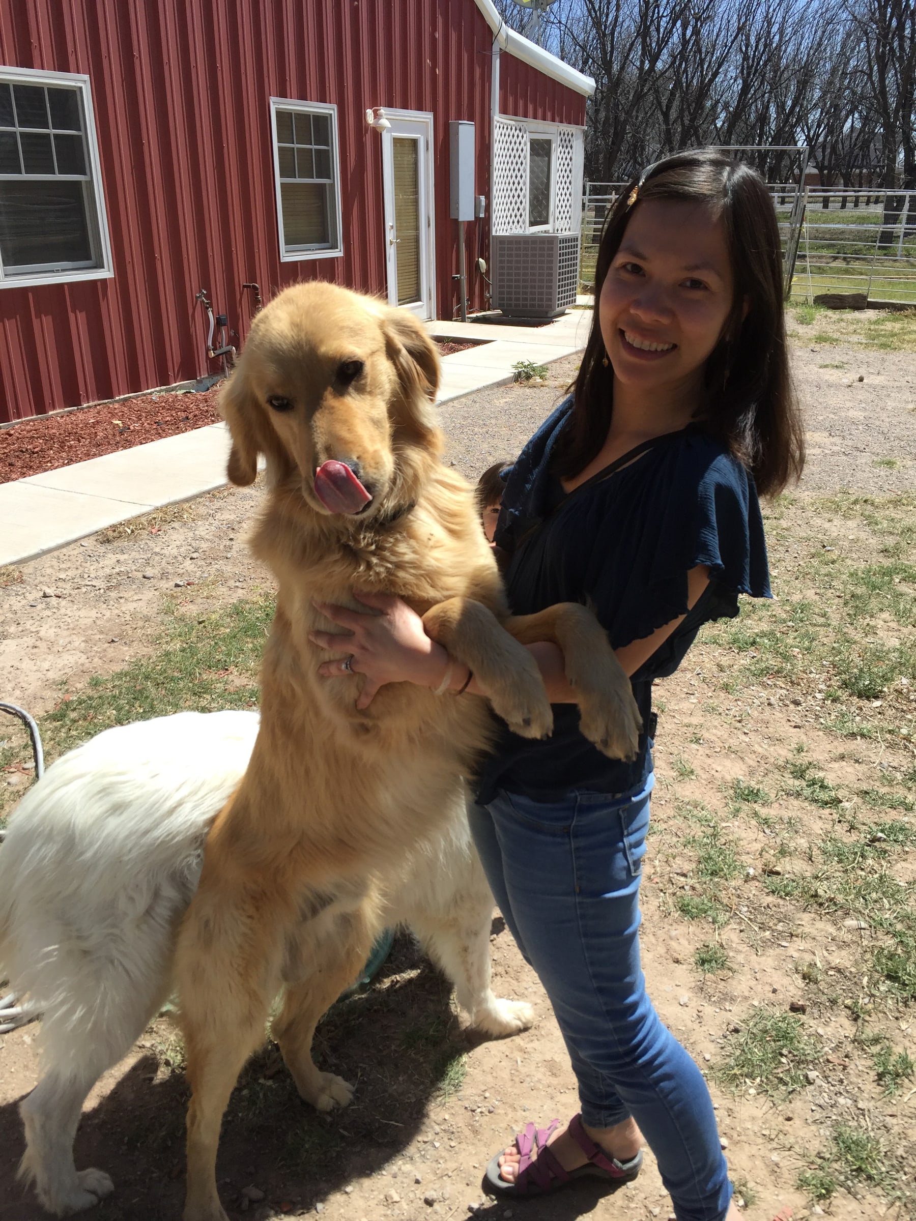A large friendly dog standing with a family member outside a red barn