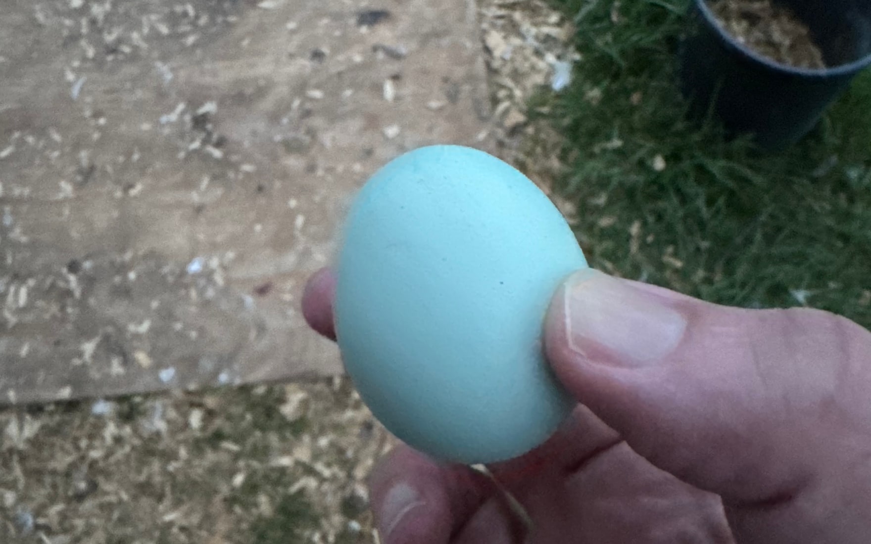 William holding a single blue egg from his backyard flock beside the chicken yard