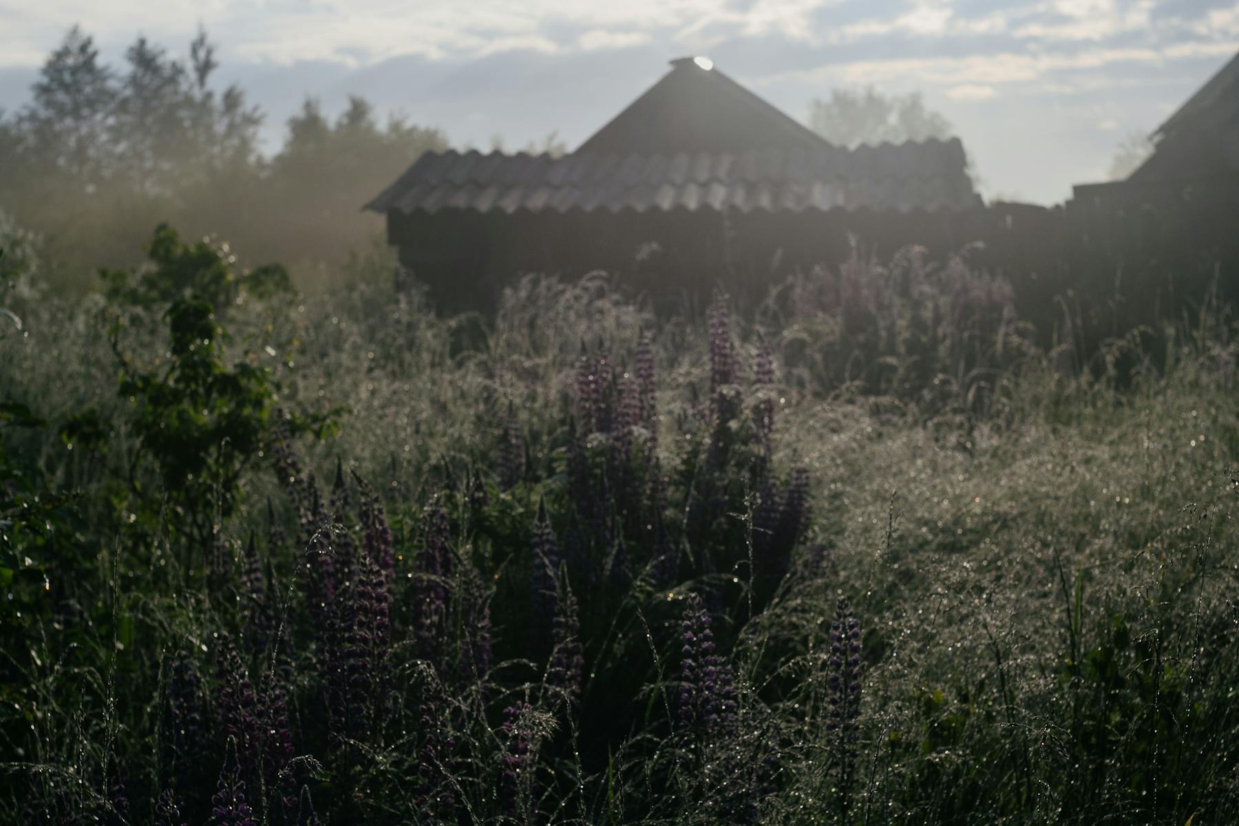 Morning light across a quiet rural field near a home