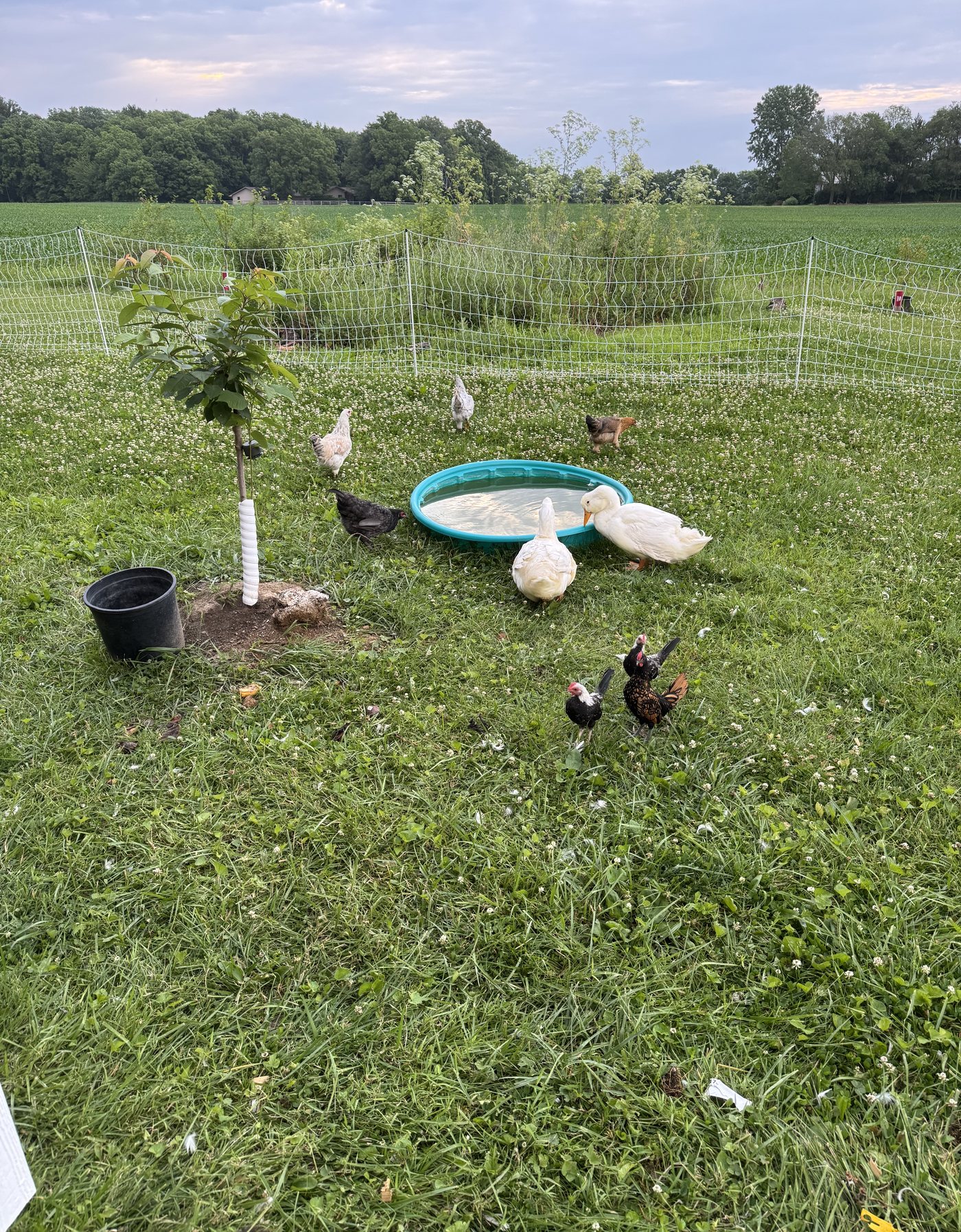 Chickens and ducks in a grassy fenced yard with a small pool, young tree, and poultry netting