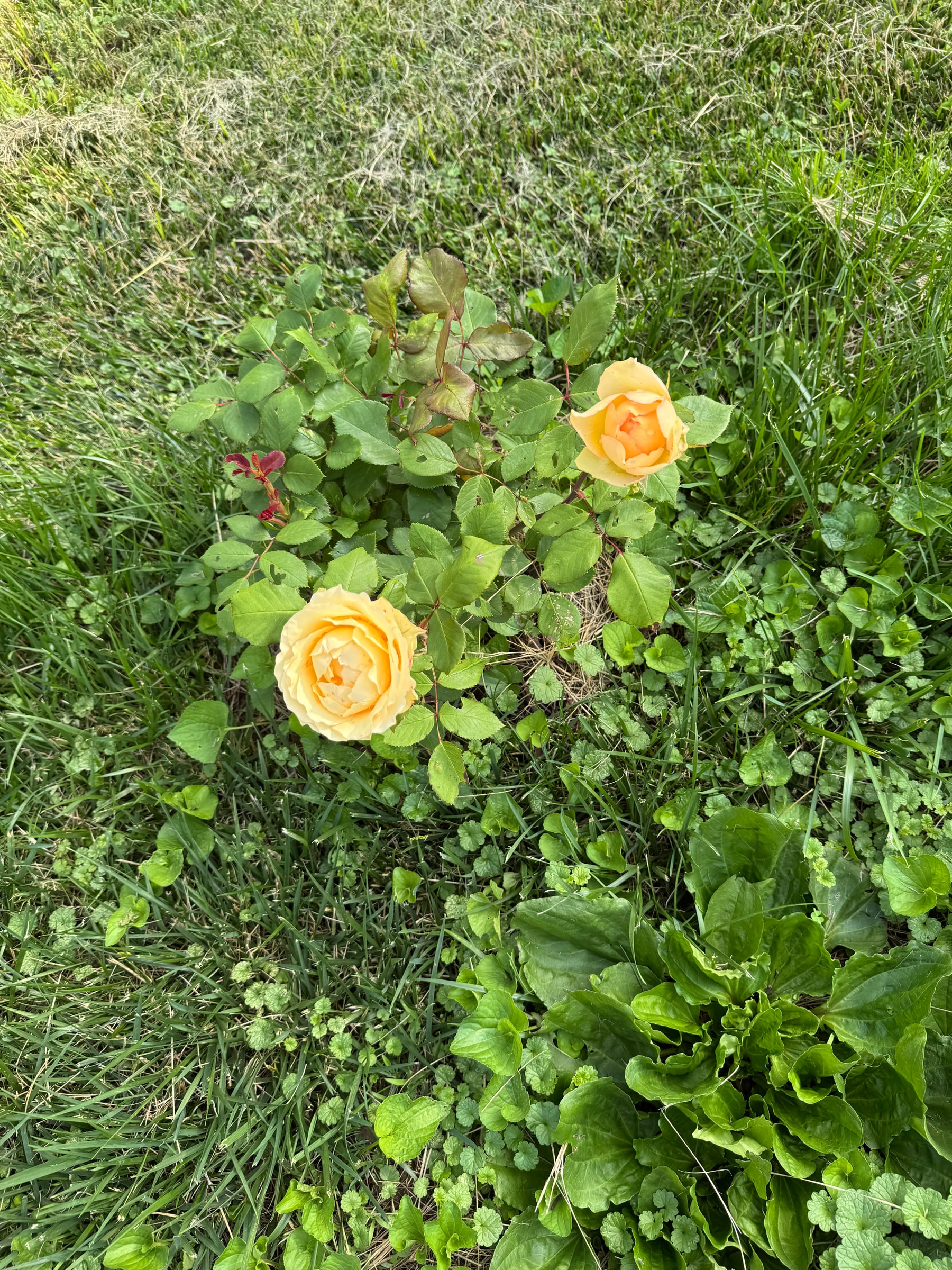 Yellow roses growing in grass and weeds during a beginner garden observation walk