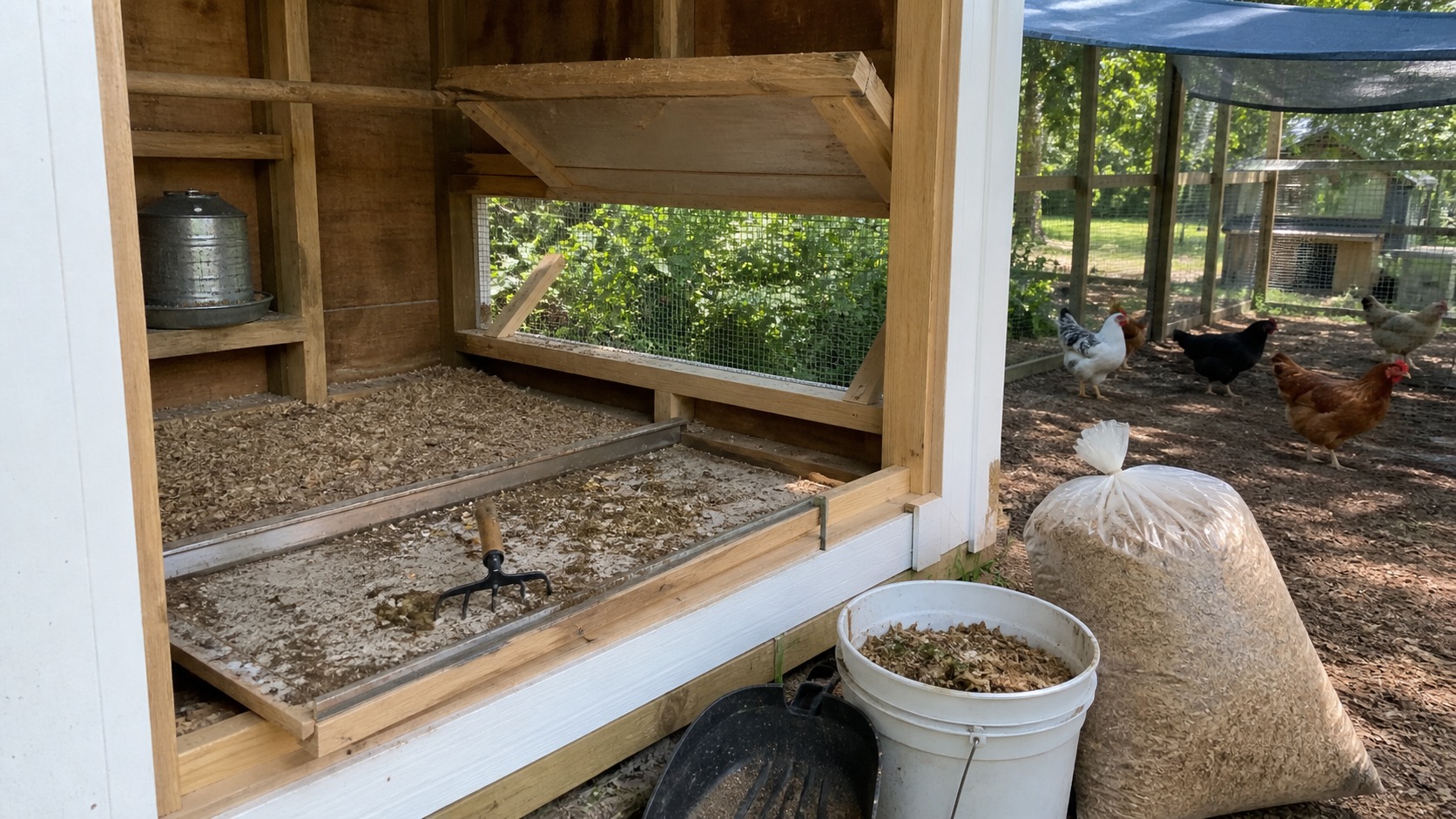 Open backyard chicken coop with dry bedding, a hardware-cloth vent, cleanup tools, a bucket of soiled shavings, and hens in a shaded run