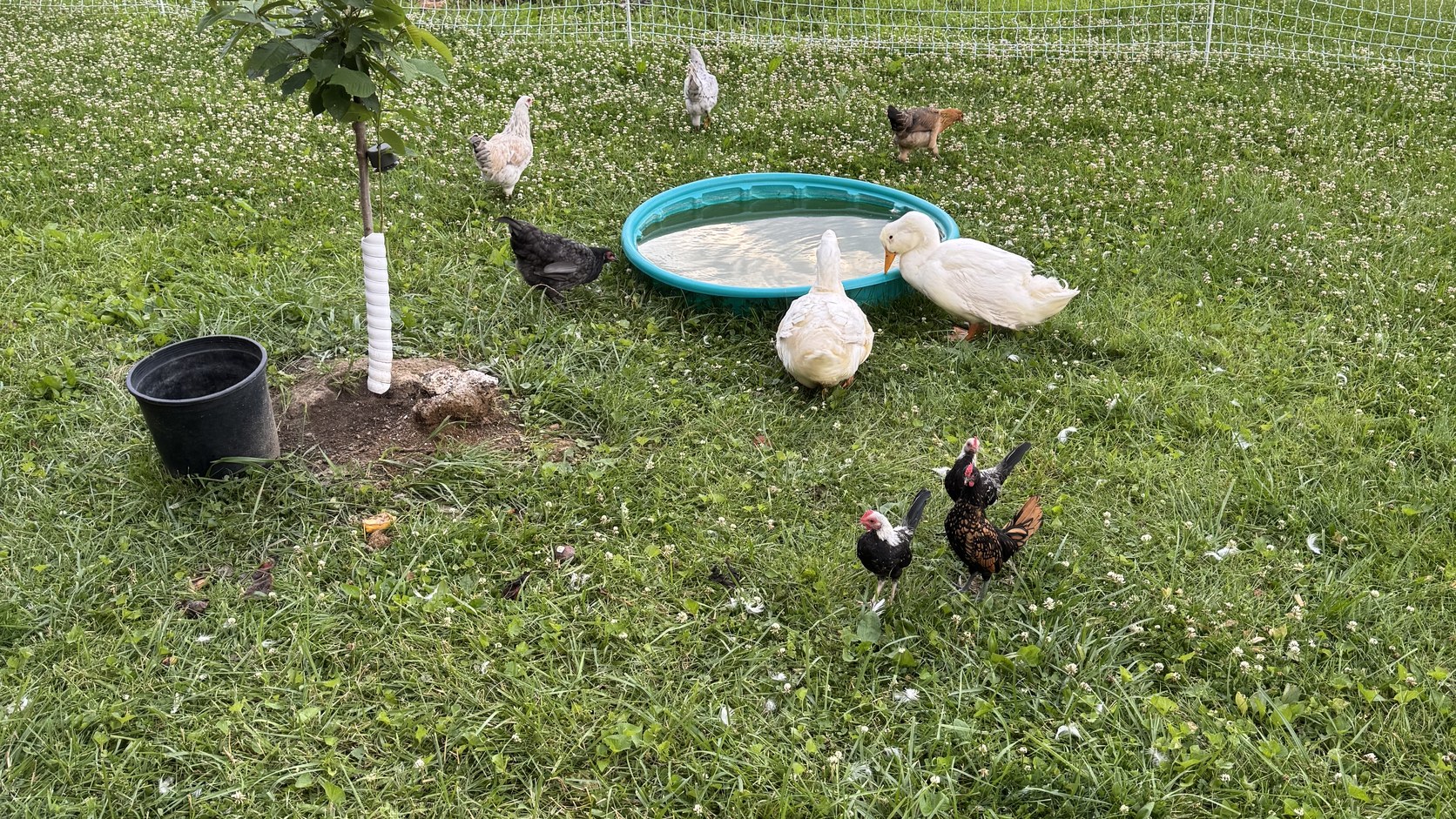 Young orchard tree, poultry, temporary fencing, and a water pan in a working homestead yard